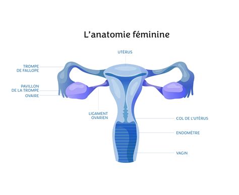 Le sexe féminin